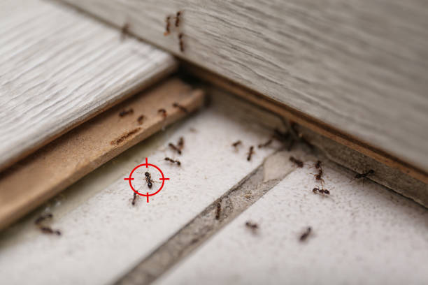 Best Pest Prevention Services  in Waco, TX