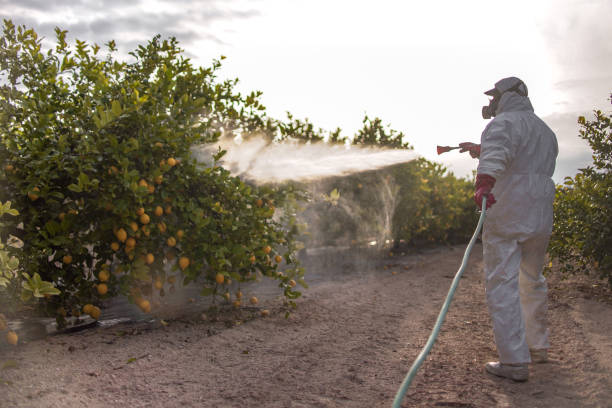 Wasp Removal Services in Waco, TX