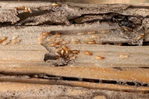 Best Local Pest Control Services  in Waco, TX