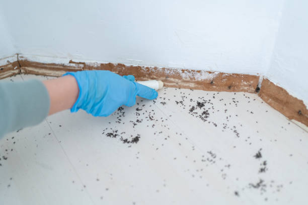 Best Ant Control Services  in Waco, TX